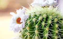 Cây xương rồng có trừ tà không?