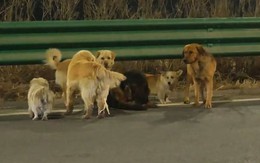 Giây phút 7 chú chó bị trộm vượt 17km tìm đường về nhà mừng rỡ gặp lại chủ nhân khiến triệu người rơi nước mắt