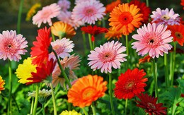 Khi về nhà mới nên cắm loài hoa này trên bàn thờ để rước lộc, bình an, may mắn