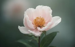 Cô gái có ngày sinh Âm lịch kết thúc bằng số này sở hữu mệnh giàu sang trời định