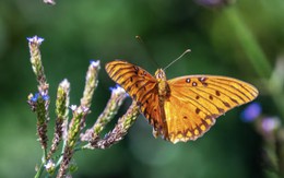 Người sinh vào khung giờ Tứ mã: Kiếm tiền giỏi bậc nhất nhưng khó giữ của