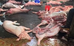 Tin sáng 31/3: Phá đường dây 'phù phép' thịt lợn bệnh vào trường học, chợ dân sinh; 13 người bị thương vong do dông lốc, mưa đá ở các tỉnh miền Bắc  