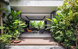 Tác hại của việc trồng quá nhiều cây phong thủy trong nhà