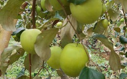 Loại quả “tốt nhất thế giới” có ở Bắc Ninh, quả to giòn ngọt, làm được nhiều món ngon