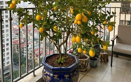 Bí quyết trồng chanh trong chậu sai quả, phong thủy tài lộc quanh năm