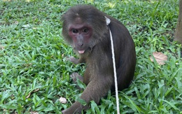 Kiểm lâm TP Huế tiếp nhận khỉ mặt đỏ quý hiếm đi lạc vào chùa