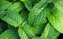 8 'siêu thực phẩm' trồng ngay trong nhà: Có loại hay bị nhổ bỏ nhưng lại giàu dưỡng chất bất ngờ