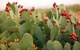 Cây phong thủy trồng ngoài ban công cho các tuổi, mệnh  giúp kích hoạt tài lộc 2026