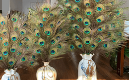 Ý nghĩa bình lông công trong phong thủy và cải vận bạn nên biết