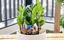 Cây kim tiền ra hoa và những điềm báo tài lộc trong năm 2026