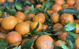 Quýt sim cuối vụ ngọt lịm, vỏ mỏng dính, giá rẻ, tiểu thương nhập hàng liên tục bán không nghỉ tay