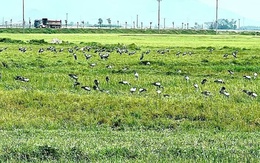 Đàn chim quý hiếm hàng trăm con bất ngờ xuất hiện tại Hà Tĩnh