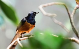 Số cuối ngày sinh Âm lịch mang mệnh 'hút tiền': Thần Tài theo sát, sự nghiệp vững vàng