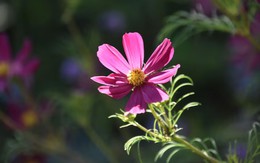 4 tháng sinh Âm lịch mang số mệnh bình an: Càng sống càng hưởng phúc