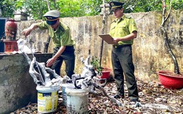 Cảnh báo nguy cơ vi phạm pháp luật từ ‘cơn sốt’ săn lùng cây muội hồng