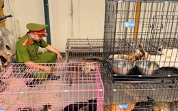 Tóm gọn nhóm đạo chích trộm hơn 300 con mèo trên địa bàn Thủ đô