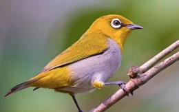 Ngày sinh Âm lịch 'đẹp': Công danh ổn định, tuổi già thảnh thơi