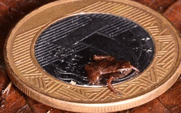 Loài vật nhỏ nhất hành tinh