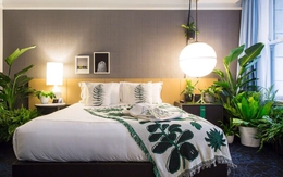 Để có giấc ngủ ngon, giảm stress, nên đặt cây này trong phòng ngủ