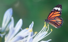 5 ngày sinh Âm lịch định sẵn 'vàng son': Càng về già càng hưởng phúc lớn