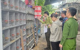Phát hiện gần 1.000 cá thể chim hoang dã bị nuôi nhốt, mua bán tại Hải Phòng