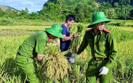 Công an Thanh Hóa giúp dân gặt lúa ‘chạy đua’ với thời tiết