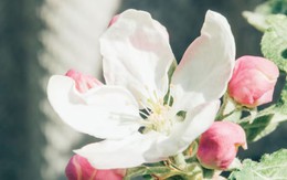 4 giờ sinh Âm lịch phạm đào hoa xấu theo Bát tự: Dễ vướng tình tay ba, hôn nhân nhiều sóng gió