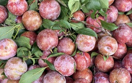 Mận hậu giảm giá sâu chỉ còn vài nghìn đồng/kg bán đầy thị trường, người háo hức, kẻ ngó lơ 