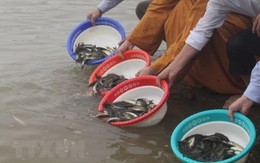 Mùa Phật Đản và 3 thời điểm tuyệt đối không phóng sinh