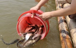 Những khung giờ đẹp nhất để đi phóng sinh ai cũng nên biết