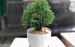 5 cây phong thủy mini "hút tài lộc, lọc bức xạ" hoàn hảo cho bàn làm việc