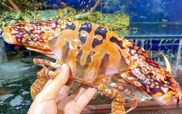 Ghẹ đỏ bổ dưỡng thế nào mà giá cả triệu đồng/kg? Khi ăn nên chọn ghẹ đỏ hay ghẹ xanh?