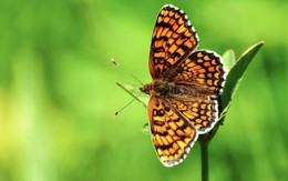 Tháng sinh Âm lịch của người đi đâu cũng được quý, cuộc sống ít phiền não