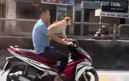 Công an vào cuộc xác minh người đàn ông đầu trần lái xe, để chó đội 'mũ bảo hiểm’