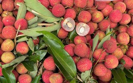 Nguyên nhân nào khiến giá vải tươi năm nay có giá cao chót vót?