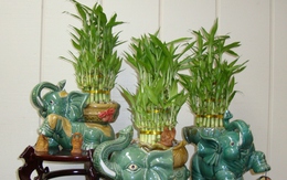 Top 5 loại cây cảnh để phòng thờ đại cát, đại lợi