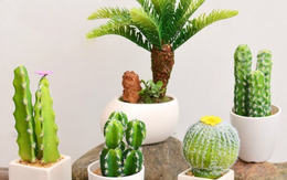 Đặt những cây này trước cửa phòng thờ: Đại kỵ rước xui xẻo hay rước tài lộc?
