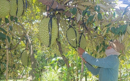 Lâm Đồng báo động tình trạng mua bán, cho mượn mã số vùng trồng để xuất khẩu sầu riêng