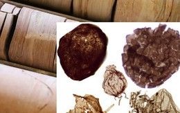 Đào mỏ, loạt sinh vật từ thế giới 1,7 tỉ năm trước lộ diện