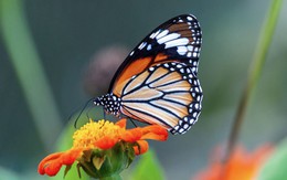 Ngày sinh Âm lịch của người không ngại thay đổi, dễ thăng tiến trong sự nghiệp