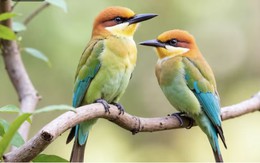 Tháng sinh Âm lịch của người nhanh nhạy, giỏi nắm bắt cơ hội, dễ tạo dựng cuộc sống sung túc