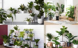 Cây phong thủy ưa bóng râm: Bí quyết chọn cây trong nhà thịnh vượng