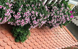 Nhà mát rượi ngày hè nhờ top 9 cây cảnh ban công chống nóng, chịu nắng gắt