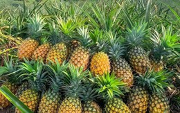 Loại dứa đặc sản vùng Tây Bắc ngọt như mật, giá đắt gấp đôi dứa thường vẫn luôn ‘cháy hàng’ bất chấp thời tiết mưa hay nắng