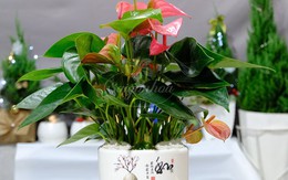Cây để bàn làm việc tuổi Đinh Tỵ giúp thu hút vượng khí
