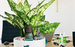 Tuổi Thìn nên để cây gì trên bàn làm việc để tiền tài hanh thông, sự nghiệp thăng tiến?