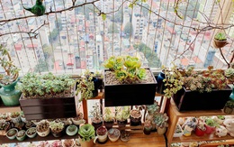Chọn cây phong thủy theo 12 con giáp để tiền tài rực rỡ
