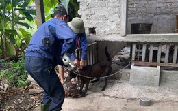 Đẩy mạnh tiêm phòng vật nuôi, ngăn nguy cơ bệnh dại lây sang người