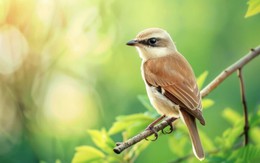 Tử vi chỉ ra giờ sinh của người lạc quan, càng về trung niên càng sung túc
