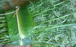 Loại rau dại trước bỏ đi nay là đặc sản giá 200.000 đồng/kg được người Trung Quốc xem là 'rau trường thọ', sang tận nơi để thu mua